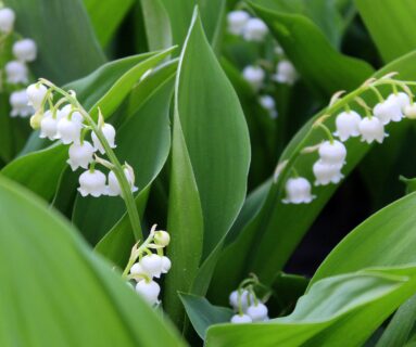 Vente du muguet le 1er mai : les règles à respecter à Flers