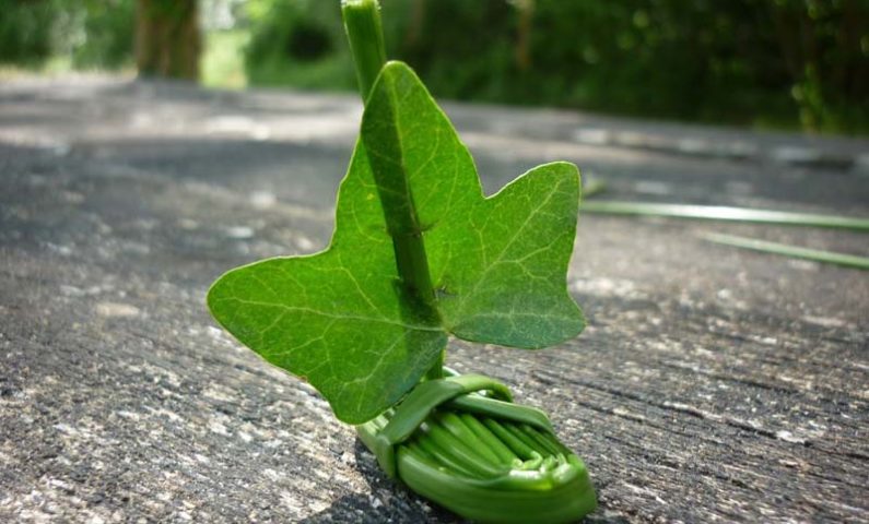 de-l-usage-des-plantes800