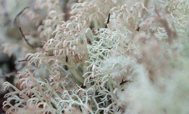lichens-un-monde-fantastique-clado800-