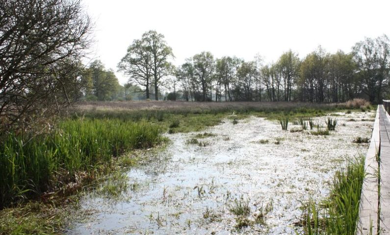 Marais du Grand Hazé 1.800