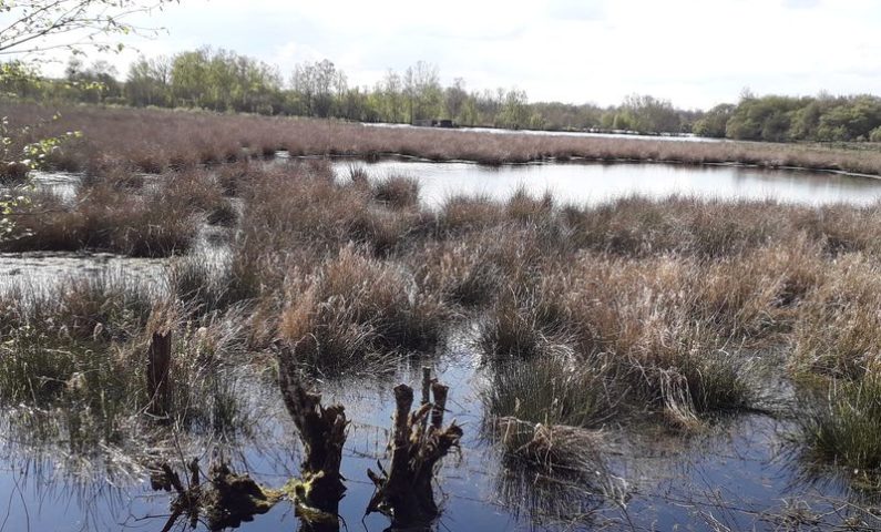 Marais du Grand Hazé 3.800