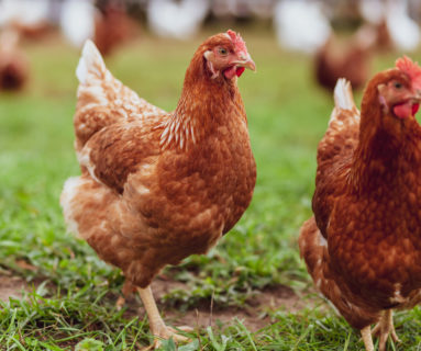 Grippe aviaire : les détenteurs de volailles invités à se signaler à la mairie de Flers