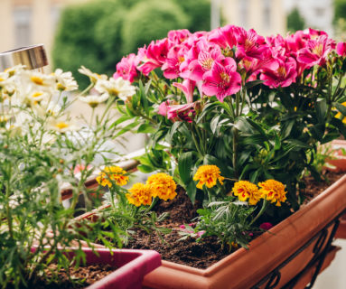 Fleurissez votre balcon dans le quartier Saint-Sauveur et Saint-Michel, à Flers !