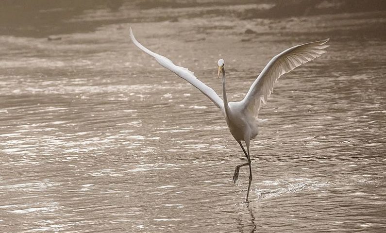 Les-oiseaux-du-marais-BGillot