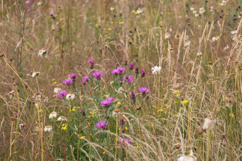 Vallée de la Fouqerie Flers juin 2023 (4)