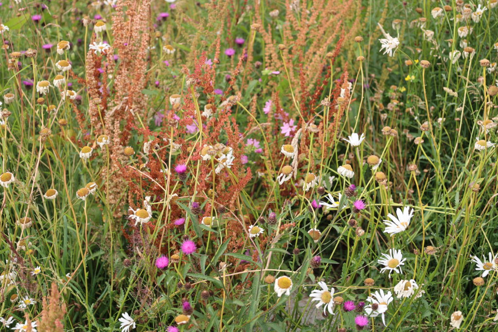 Vallée de la Fouqerie Flers juin 2023 (5)