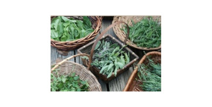 Atelier découverte des plantes médicinales sauvages