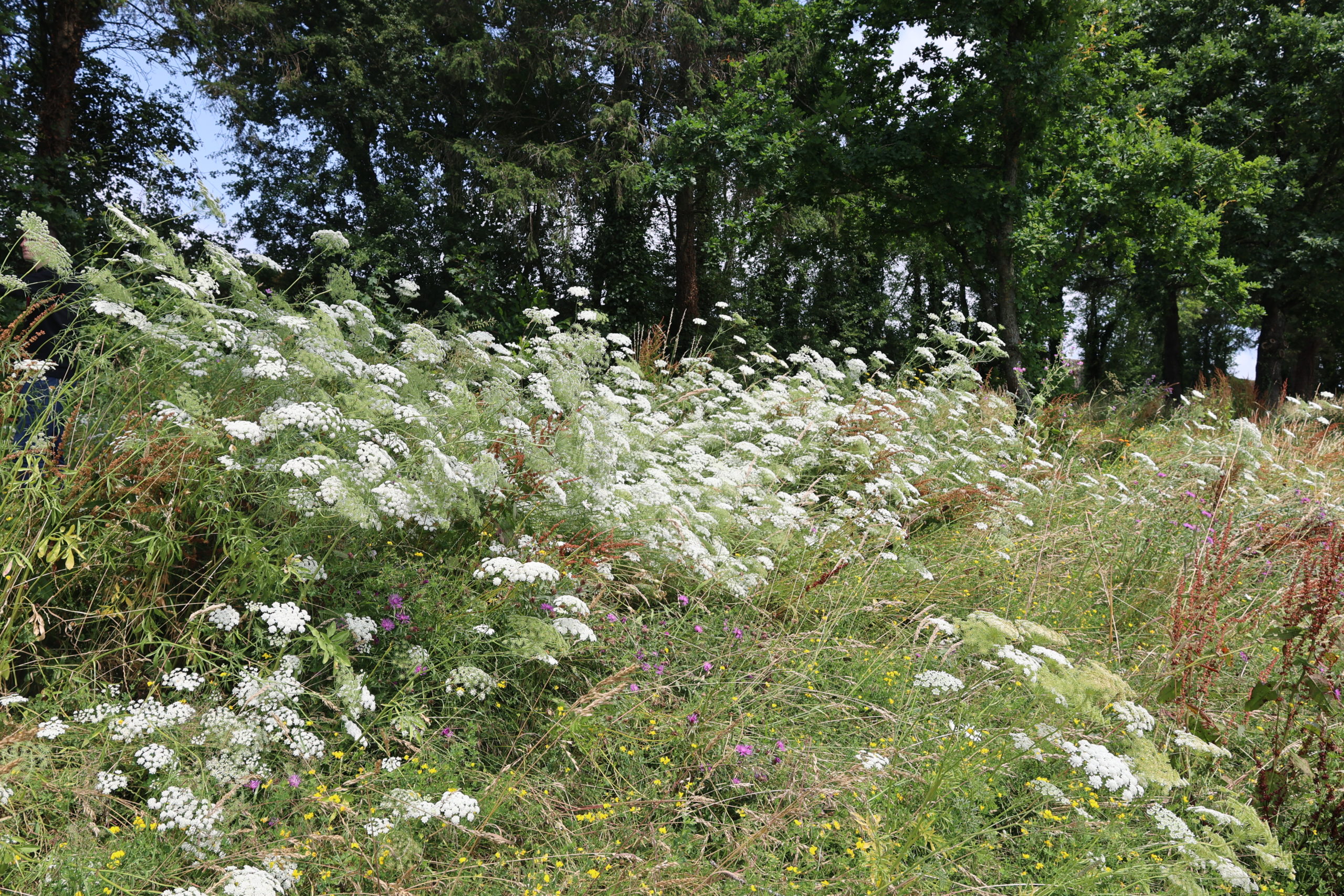 2023.07.03 Vallée de la Fouquerie - Nichoirs à chauve-souris (2)
