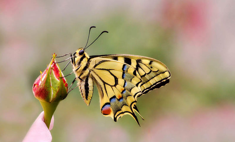 Le Machaon web