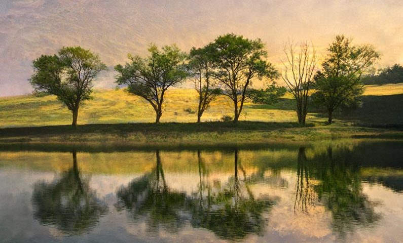 SIX TREES 800