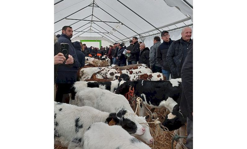 marché aux veaux foire Sainte Catherine