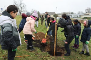 Une trentaine d'élèves de l'école Jean de la Fontaine ont planté  douze porte-greffes jeudi 1er février 2024 dans la vallée de la Fouquerie, dans le quartier Saint-Sauveur à Flers.