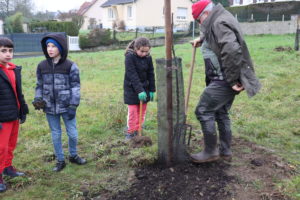 Les porte-greffes ont été protégés par des filets pour empêcher les rongeurs d'attaquer les troncs.