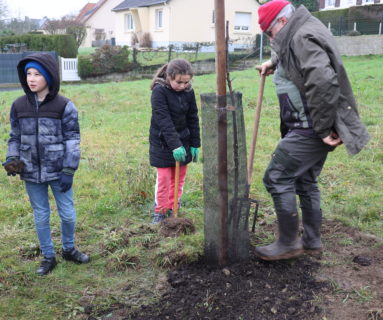 Des élèves plantent des arbres fruitiers dans la vallée de la Fouquerie à Flers