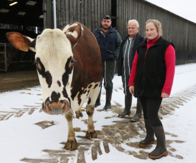 Oreillette, une vache normande de Briouze, star du Salon de l’Agriculture de Paris