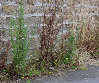 Herbes sauvages et propreté en ville : une affaire collective