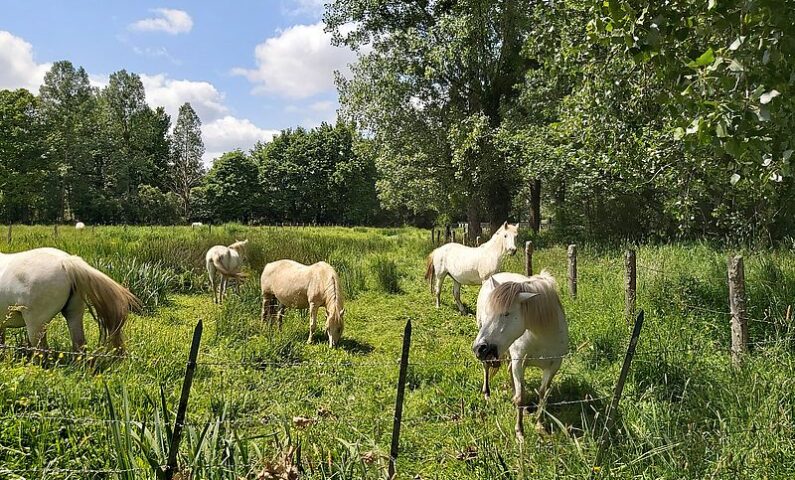 marais du hazé chevaux800©MNT