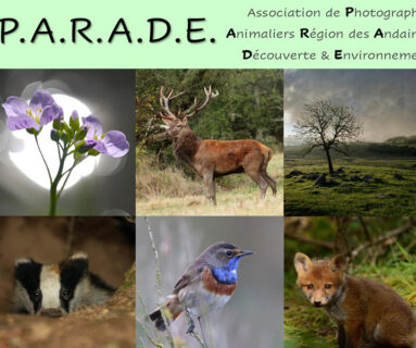 Exposition - photos de l'association P.A.R.A.D.E