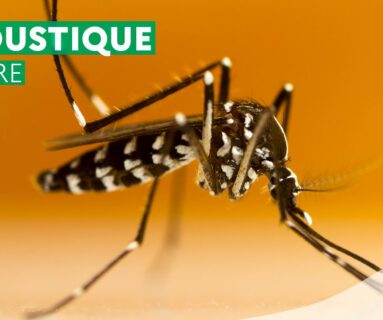 Propagation du moustique tigre en Normandie