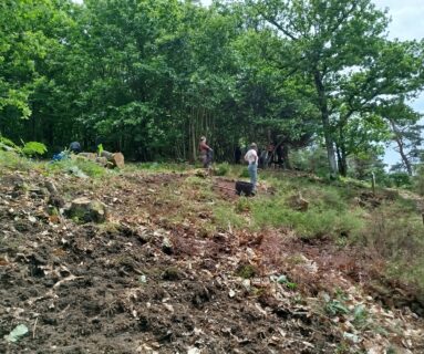 Restauration d’une lande sèche sur le mont de Cerisy-Belle-Étoile