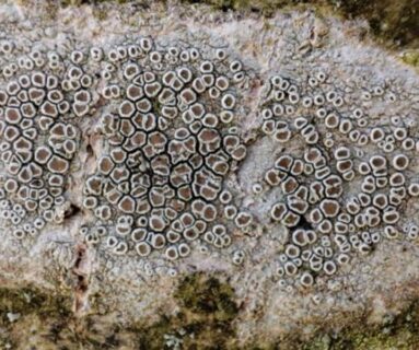 Sortie nature - Lichens, un monde fantastique !