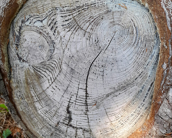 Arbre Lucie 3 (3) format 800