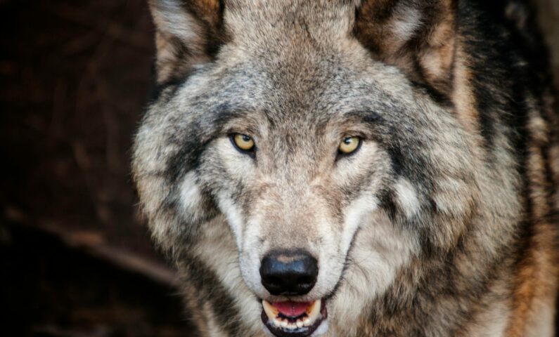 Loup