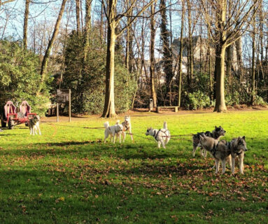 Baptêmes de chiens de traineaux