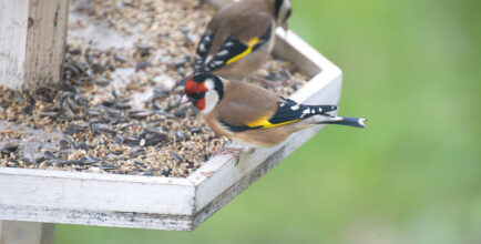 Initiation à la reconnaissance des oiseaux
