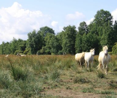 Balade nature - Le cours de l'Histoire au marais