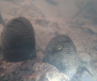 Sortie - Un trésor dans la Rouvre