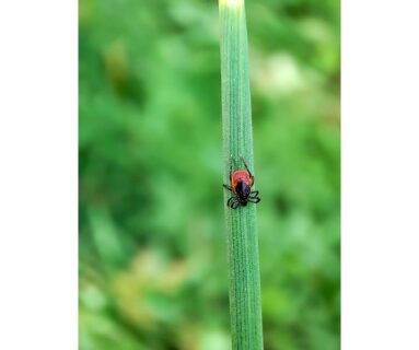 Sortie - Tiques et Compagnie