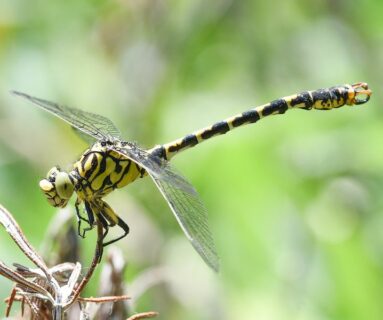 Balade nature - Mam'zelle libellule