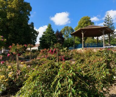 Dans mon jardin, il y a...