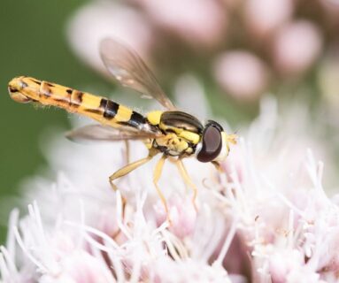 Les mystères de la pollinisation