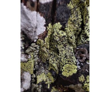 Sortie nature - Lichens, un monde fantastique !