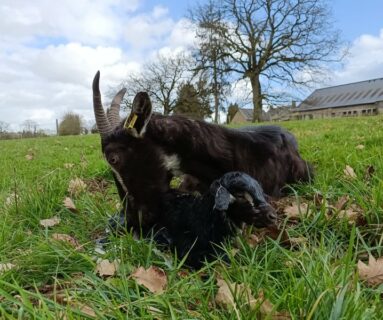 Visite de la ferme de la maraichèvre