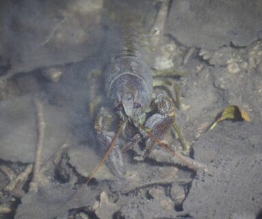 Sortie nature - Un homard dans la Rouvre ?