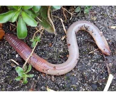 Sortie - De la moutarde pour observer des vers de terre ?