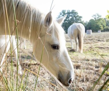 Balade nature - Contes au marais