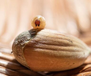 Sortie - Petit peuple de l'arbre