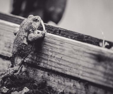 Sortie - Que de vie dans l'eau !