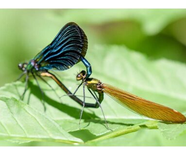 Sortie - Que de vie dans la prairie !