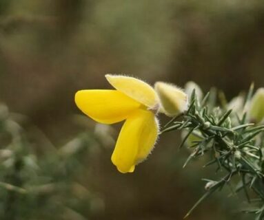 Sortie nature - Aïe, ça pique !