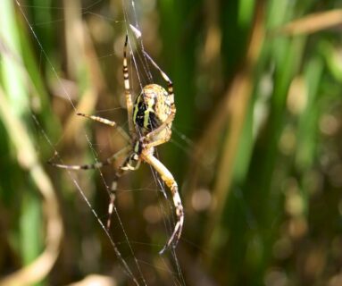 Balade nature - Une araignée au bout du fil