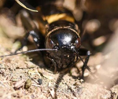 Sortie - La vie secrète des sols