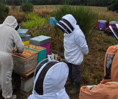 Ateliers d'initiation à l'apiculture