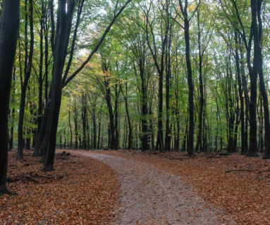Vigilance en forêt suite à la tempête Austen