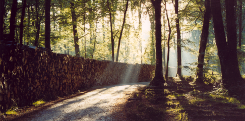 Le Grais lever de soleil sur des stères de bois juin 2005